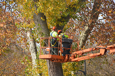 Professional tree service in Forked River with employess in bucket truck wearing hard hats 